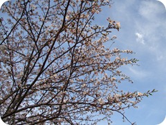 DSCF2732