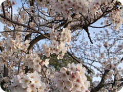 DSCF2740