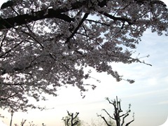 DSCF2759